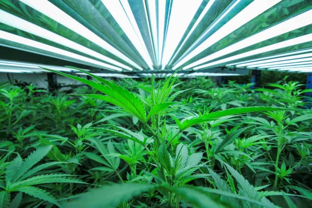 Iluminación interior para plantas de marihuana.